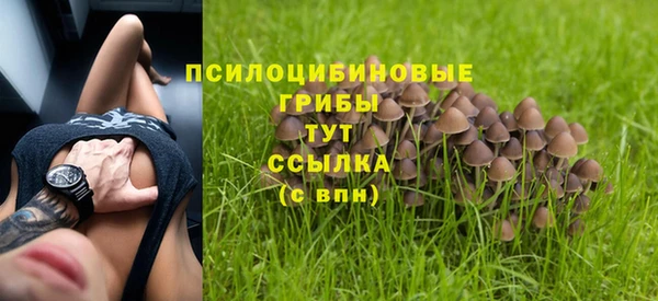 PSILOCYBIN Гусиноозёрск